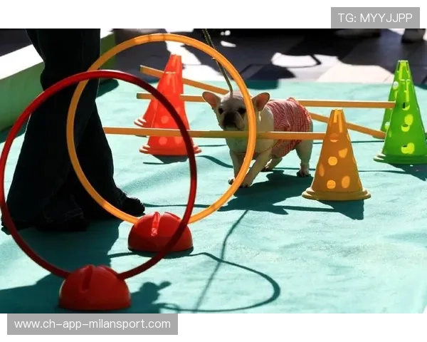 运动“萌宠”助阵:赛场上最萌的“明星” 运动“萌宠”助阵:赛场上最萌的“明星”